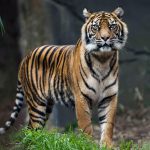 Tijger Sumatraanse tijger